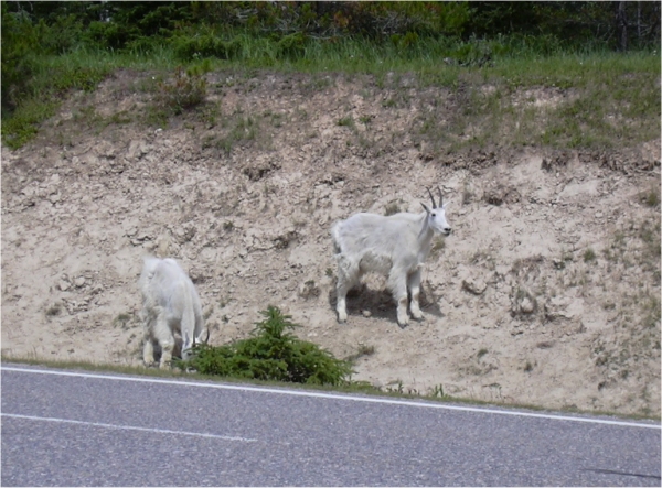 Mountain Goats along side of highway