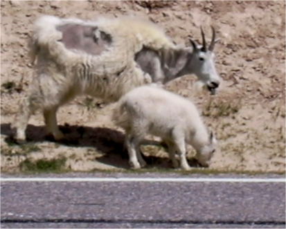 Mountain Goat with Kid