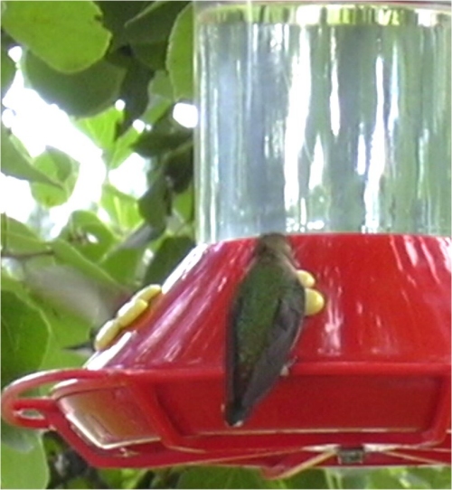 Humming Bird at Feeder