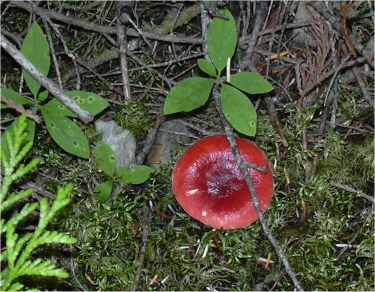 Red Mushroom along trail